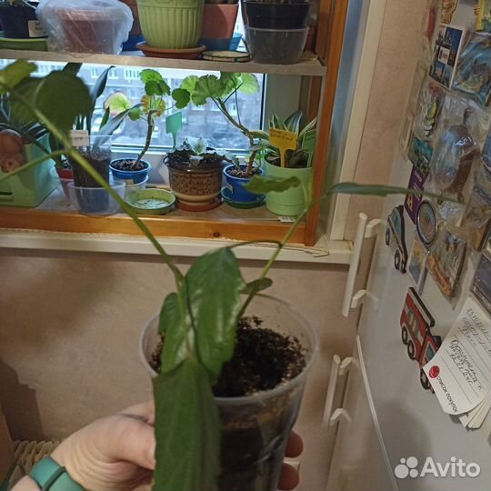 Гибискус персикового цвета