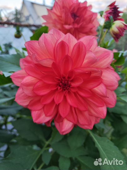 Георгины клубни