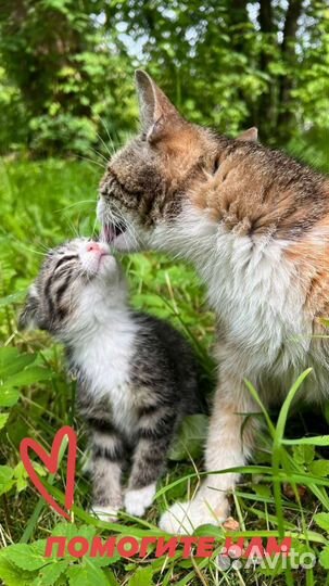 Кошки в добрые руки бесплатно