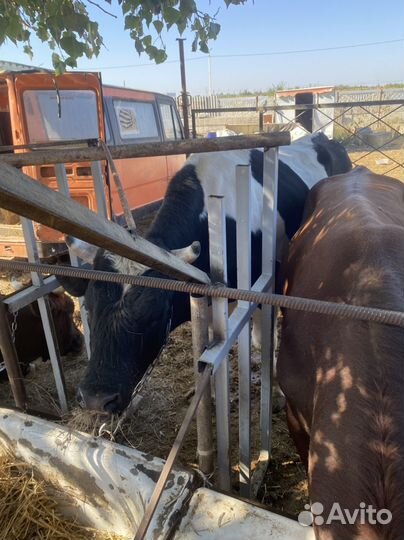 Продам быков