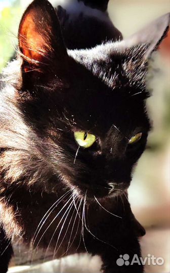 Кошка в дар бесплатно