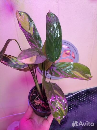 Ктенанта Лубберса