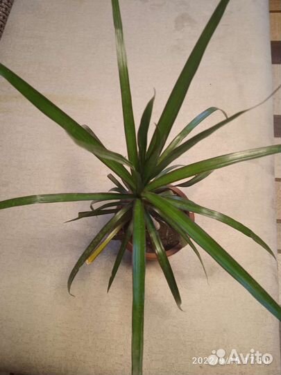 Цветы комнатные