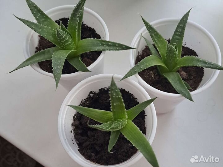 Алоэ остистое