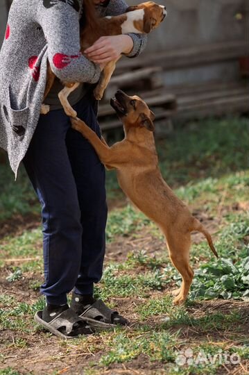 Щенок Фунтик