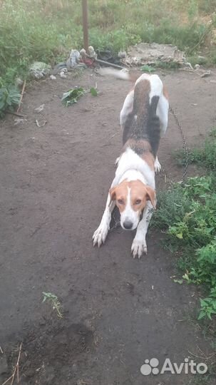 Отдам в добрые руки