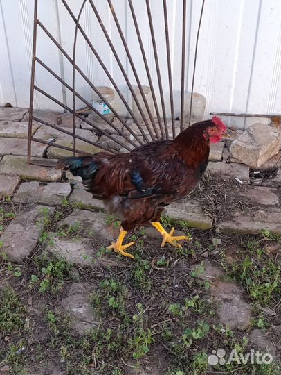 Молодые петушки