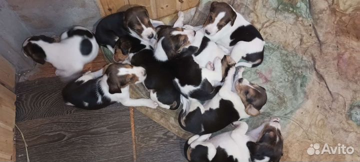 Щенки русской пегой