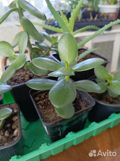 Гемантус, сингониум, алое вера и др. Цветы