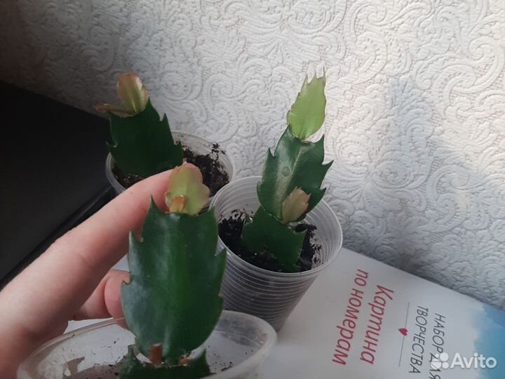 Декабрист шлюмбергера персиковый (черенки)