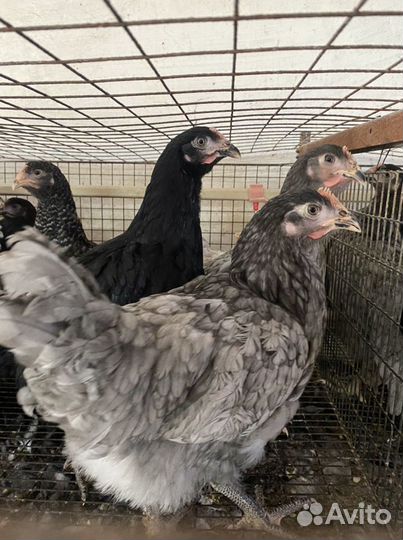 Мясояичные куры Доминант, Серебро