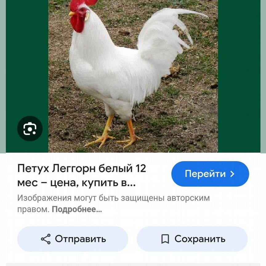 Петух