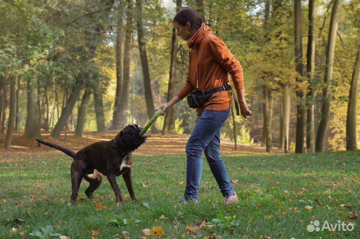 Кинолог зоопсихолог