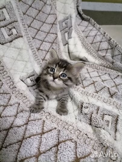 Котик и кошечка