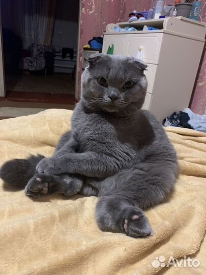 Британский вислоухий кот