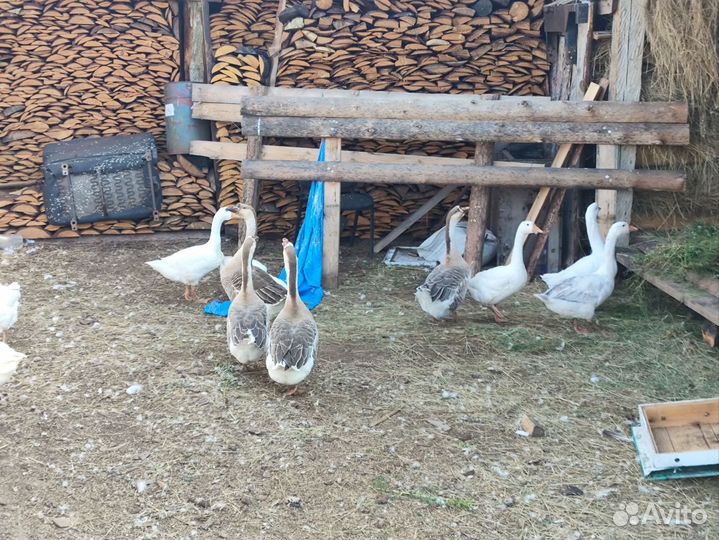 Семья гусей