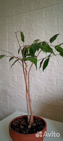 Фикус бенджамина