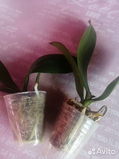 Орхидея фаленопсис