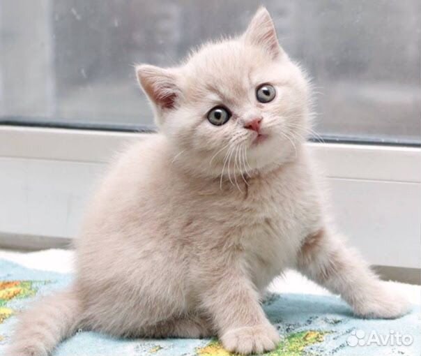 Британский котенок персиковый