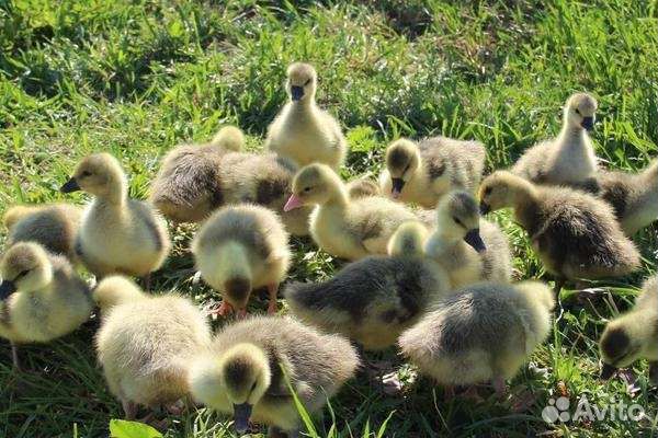 Гусята Линда и серые 28 дней