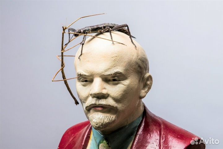 Палочники, разные виды