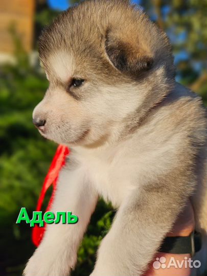 Щенки маламут