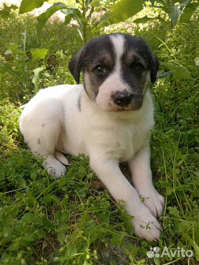 Щенок помесь