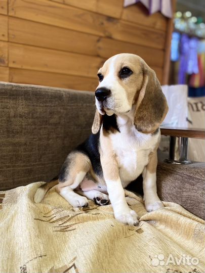 Бигль девочка