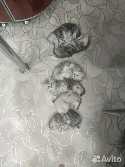 Британские котята