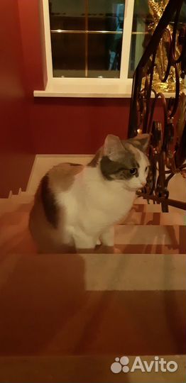 Кошка Лиза 1 год