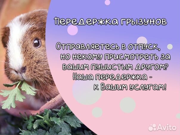 Передержка грызунов
