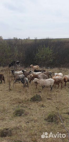 Курдючный баран, романовские овцы