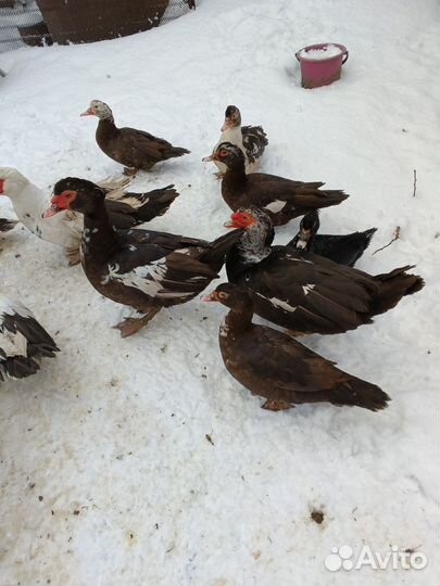 Мускусные утки тяжелые линии, петухи