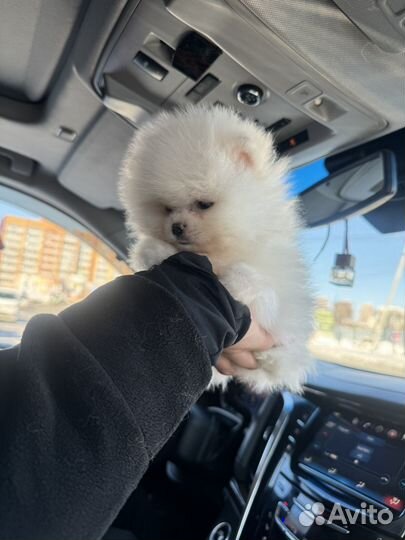 Померанский шпиц