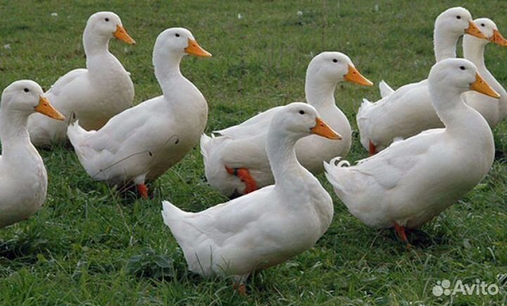 Утки живьем и тушками