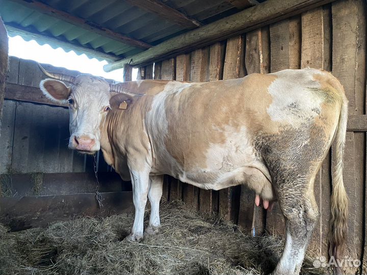 Продам корову