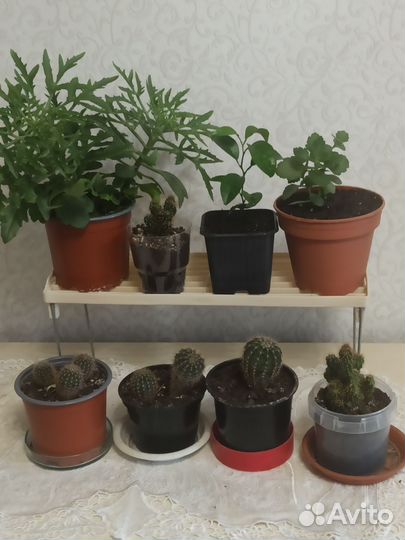 Комнатные цветы