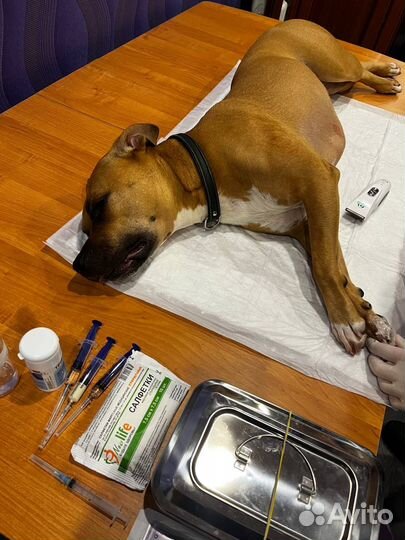 Ветеринарный врач