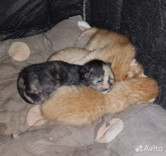 Кошка в дар