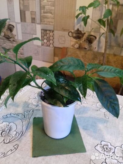 Хойя мультифлора