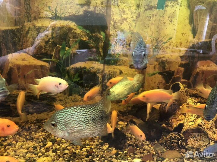 Аквариумные рыбки