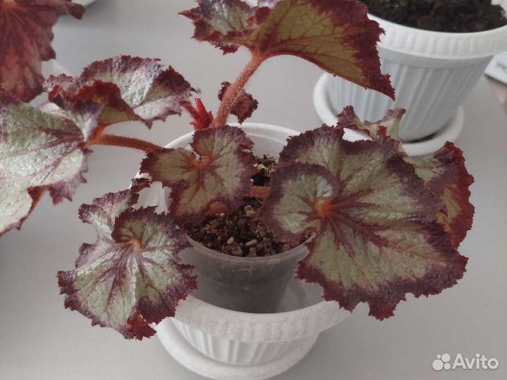 Комнатные красивые эффектные горшечные растения