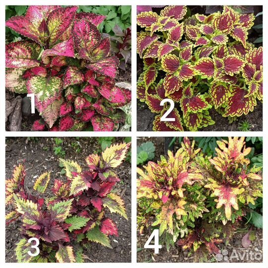 Колеусы и др. многолетники