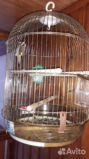 Щегол, певчие птицы