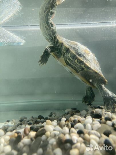 Черепаха с аквариумом