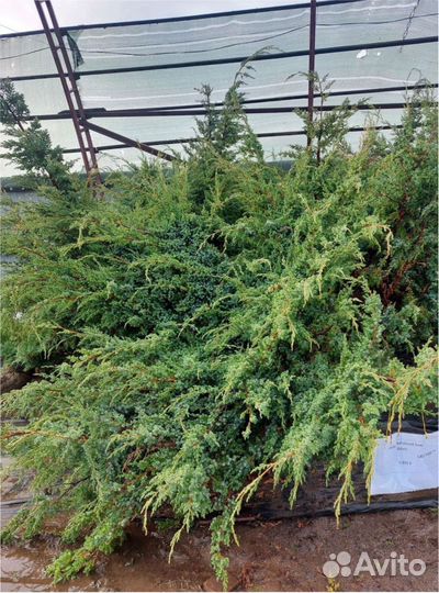 Сосна, кедр, можжевельник, доставка Туя, ель