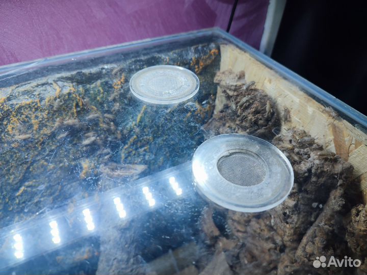 Вертикальный террариум