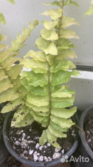 Папоротники