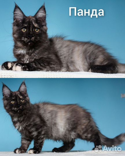 Котята мейн кун