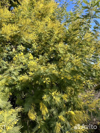 Мимоза Абхазия опт/розница